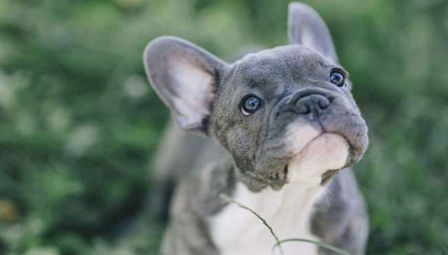 Bulldog Francese Carattere Prezzo Alimentazione E Problemi Di