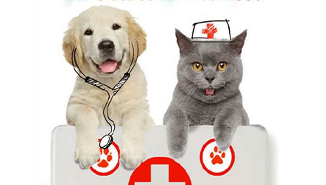 Quanto Guadagna Un Veterinario In Svizzera
