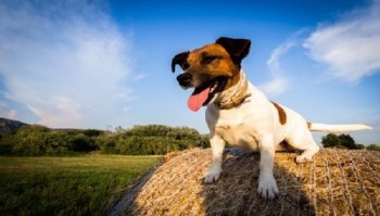Pappataci: rimedi naturali per toglierli e rischi per la salute del cane