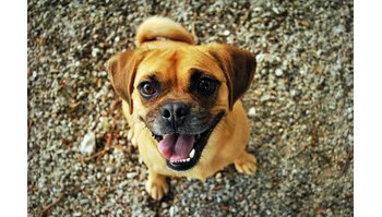 I cani sentono lo stress umano: come l'atteggiamento degli adottanti influisce sui loro comportamenti