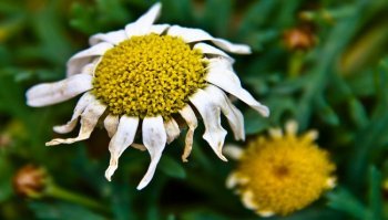 Maggiolino, insetto: come eliminarlo dalle piante in modo naturale