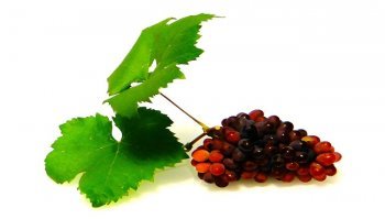 Uva: caratteristiche, calorie e benefici del frutto
