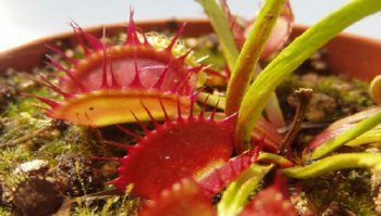 Piante carnivore: quali mettere sul balcone e perché?