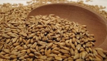 Farro ricette vegan: migliori proposte fredde per la pausa pranzo perfetta