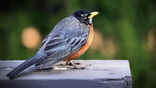 Birdwatching: come funziona e consigli per iniziare