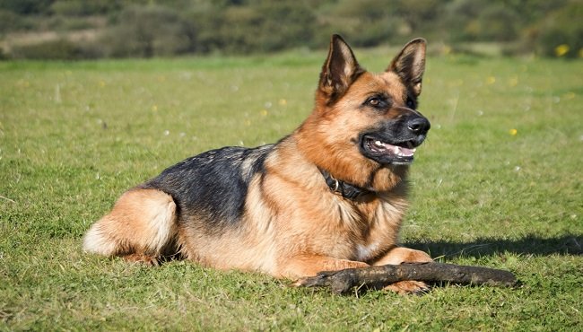 Pastore tedesco: carattere, origini e addestramento del cane lupo