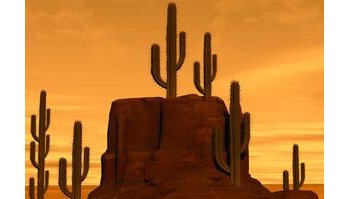 Condanna per Andrea Piombetti, contrabbandiere di cactus: attenzione sul traffico di flora protetta