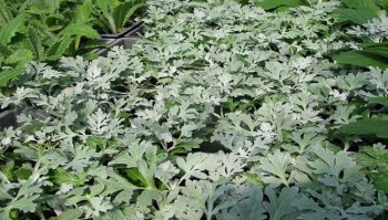 Artemisia: proprietà e utilizzi della pianta dai mille benefici