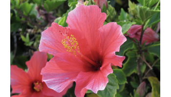 Karkadè: proprietà e benefici del fiore