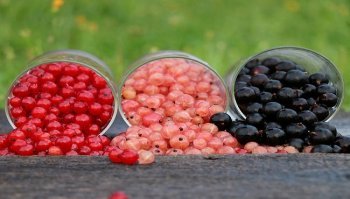 Ribes: proprietà e caratteristiche della bacca