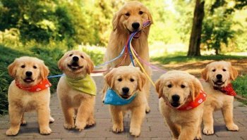 Golden Retriever: carattere, prezzo e addestramento 