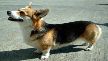 Corgi: costo e carattere del cane della regina Elisabetta