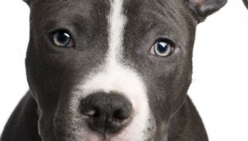 Pitbull: carattere e prezzo del cane