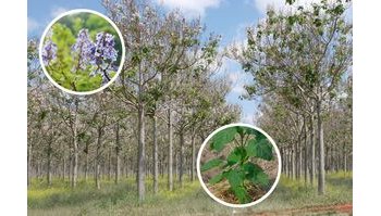 La paulownia: un albero dalle potenzialità sorprendenti e dai rischi sottovalutati