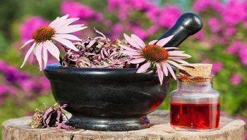 Echinacea: proprietà, usi e controindicazioni 