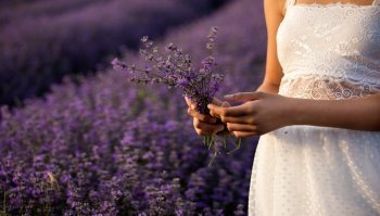 Lavanda: caratteristiche e benefici della pianta