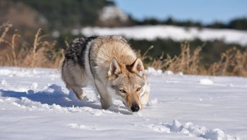 Lupo cecoslovacco: prezzo, cucciolo e carattere