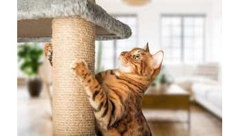 Gadget per il benessere dei gatti: cosa scegliere e cosa evitare secondo un'esperta