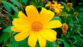 Arnica: proprietà, uso e controindicazioni