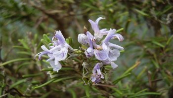 Come si coltiva il rosmarino? Guida per la cura della pianta aromatica 