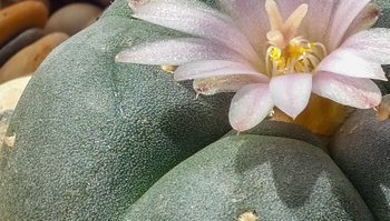Peyote: cos'è? Effetti e usi