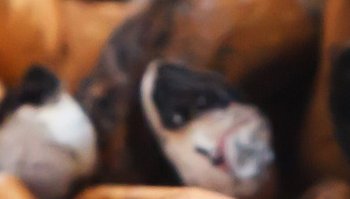 No mozziconi a terra: cos'è l'iniziativa di Striscia La notizia a favore dell'ambiente