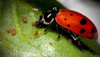 Quali sono i parassiti più comuni nelle piante? Ecco quando fare attenzione