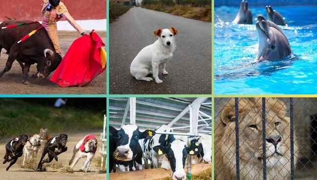 Animali e diritti: i traguardi del 2024 che aprono alla speranza per il futuro