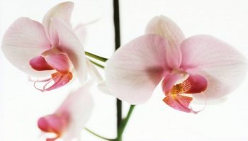 Orchidea: significato del fiore e come curarla