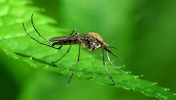 Rimedi naturali contro le zanzare: come eliminarle senza agenti chimici