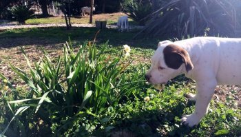 Piante velenose per cani e gatti: ecco quali evitare