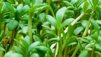 Crescione: proprietà benefiche e usi in cucina