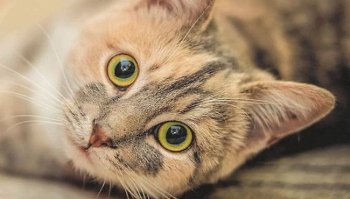 Vaccini per gatti: quali sono i consigliati e quando effettuarli?