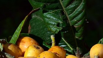 Nespole: proprietà, benefici e calorie