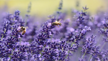 Lavanda: come coltivarla in casa o sul balcone