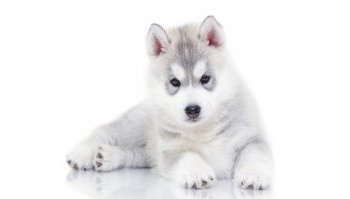 Husky: prezzo, carattere e addestramento