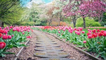 Tulipark Roma: date di apertura, come funziona e costi per raccogliere i tulipani