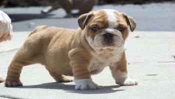 Bulldog inglese: prezzo, carattere e addestramento