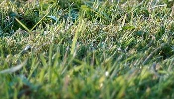 Accessori per decespugliatori: come scegliere quelli giusti
