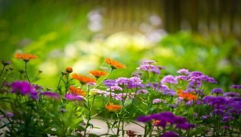 Piante da giardino: quali sono le più resistenti?