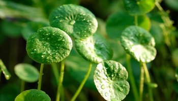 Centella asiatica: cos'è e quali sono le caratteristiche