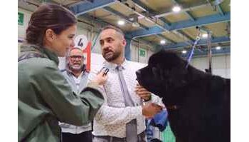 Anomalie nel mondo dei cani di razza: doping, pedigree falsi e pericoli da scoprire