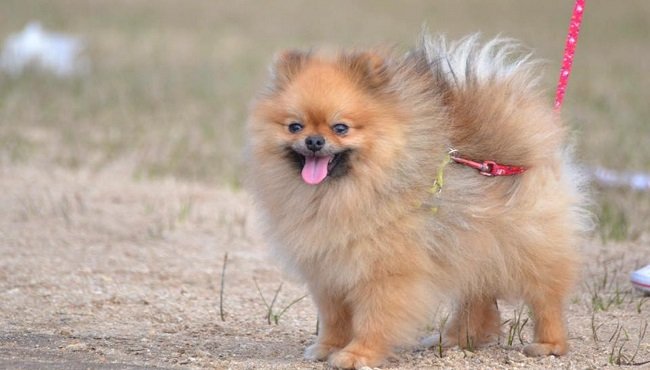 Volpino di pomerania: caratteristiche e prezzo del cane star di Instagram