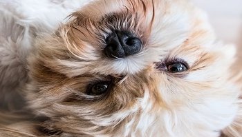 Cani da appartamento: tutte le specie perfette per stare con i bambini