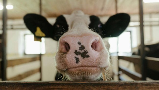La mucca Hilda: un importante passo verso la riduzione delle emissioni di metano nell'industria lattiero-casearia