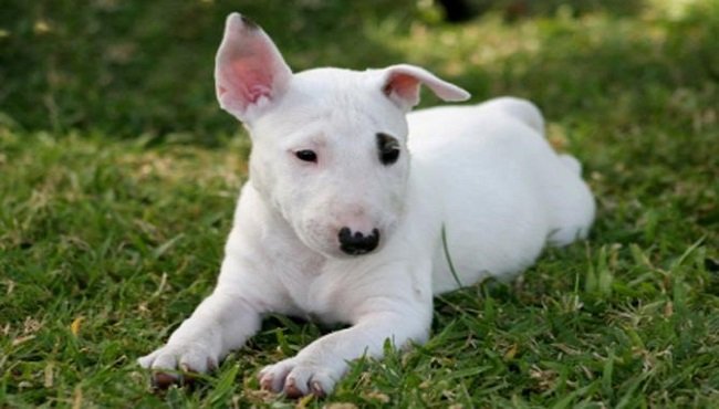 Bull Terrier: carattere, prezzo e addestramento