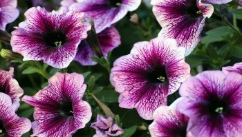 Petunia: significato e come coltivarla