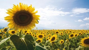 Girasole: significato del fiore e come coltivarlo in casa