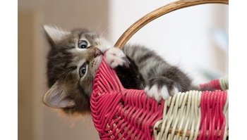 La coccidiosi nel gatto: sintomi, cause e terapie per affrontare il problema