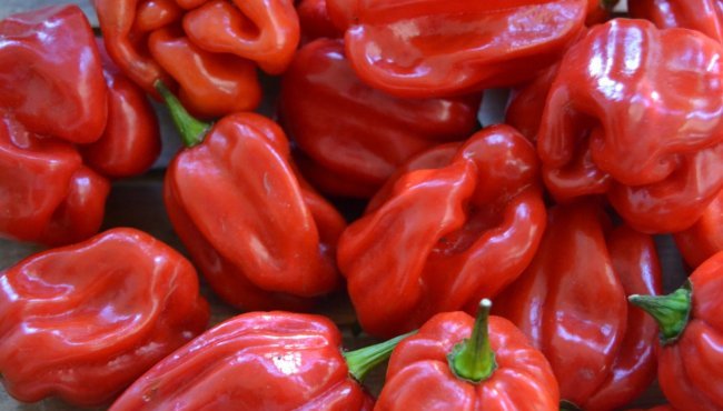 Habanero: come coltivare il peperoncino in balcone
